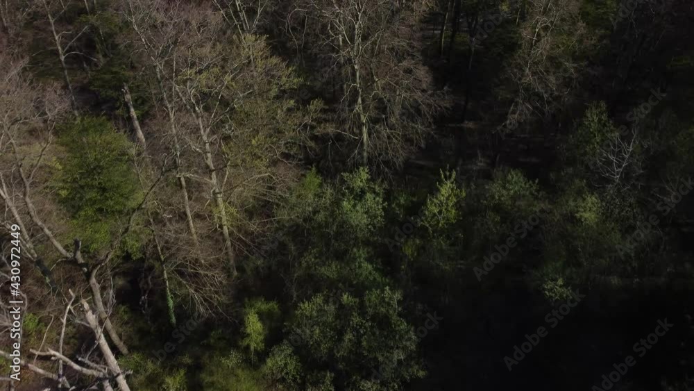 Flug über den Wald Flug über den Wald
