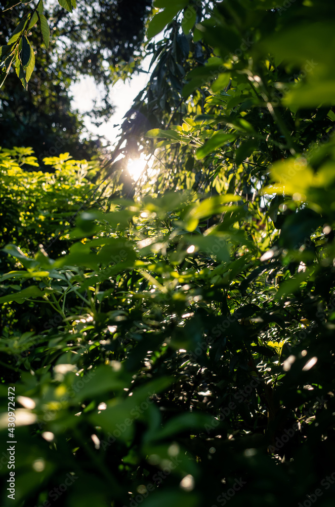 Fototapeta premium sun shining through the trees