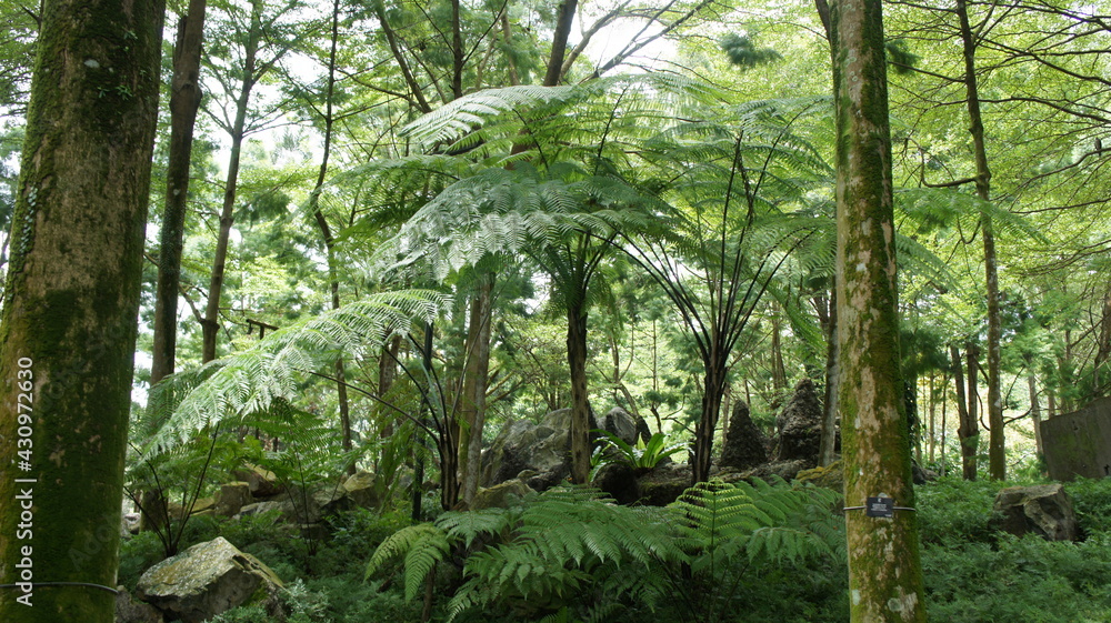 Fototapeta premium SONY DSC