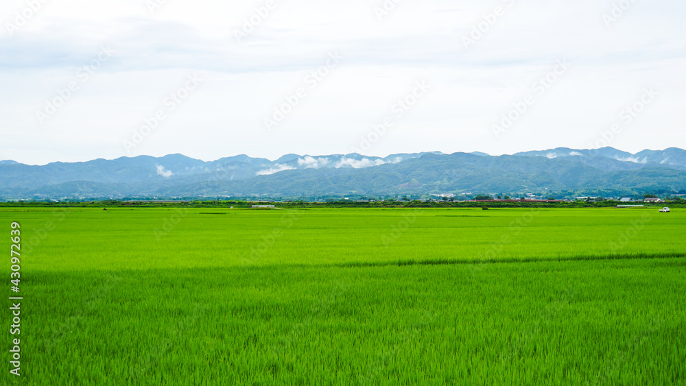 佐渡島の一面に広がる青々とした稲の田んぼと山並み