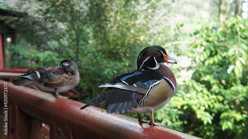 SONY DSC
