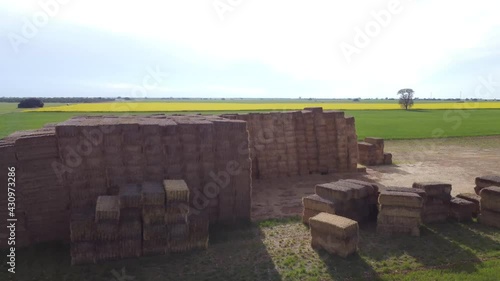 Campo en primavera con pacas de paja y colza