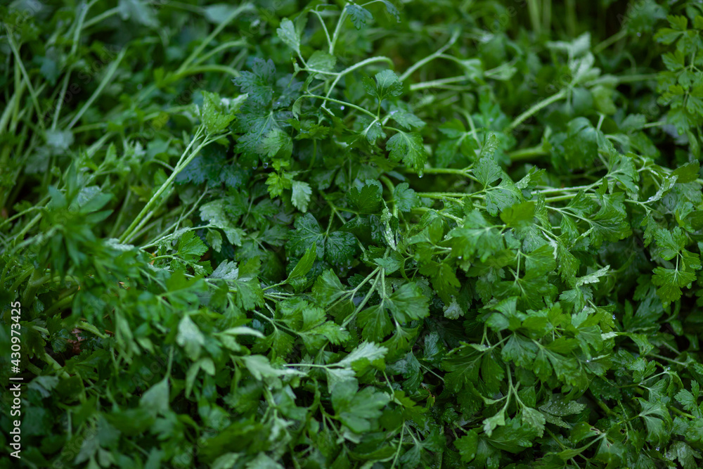 texture of juicy green parsley leaves with water drops texture of juicy green parsley leaves with water drops
