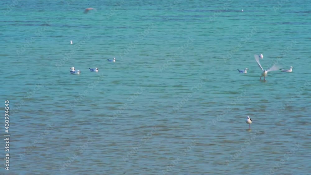 Flock od birds floating in water in Bahrain Flock od birds floating in water in Bahrain