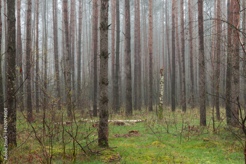 Fototapeta Naklejka Na Ścianę i Meble -  Mglisty poranek w sosnowym lesie.