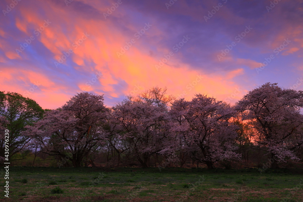 Naklejka premium 岩手県奥州市 夕焼けと桜