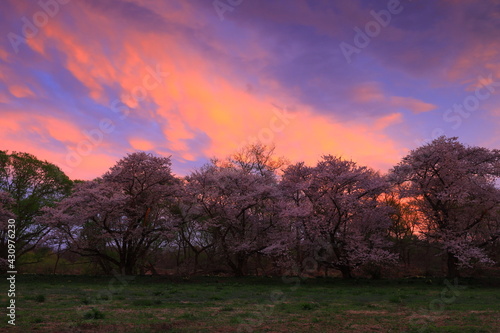 岩手県奥州市 夕焼けと桜