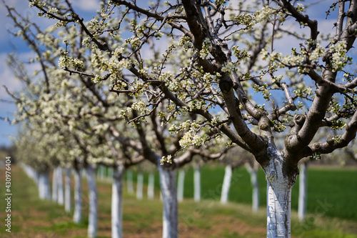 Plum orchard in the spring
