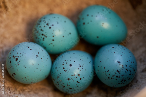 Song thrush eggs in the nest