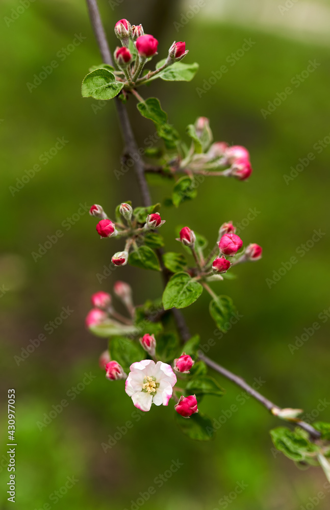 Apple flowers blooming in the spring Apple flowers blooming in the spring