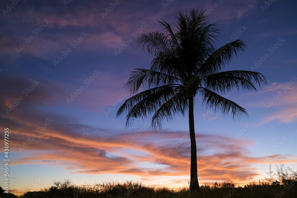 Palm tree silouhette at sunset.