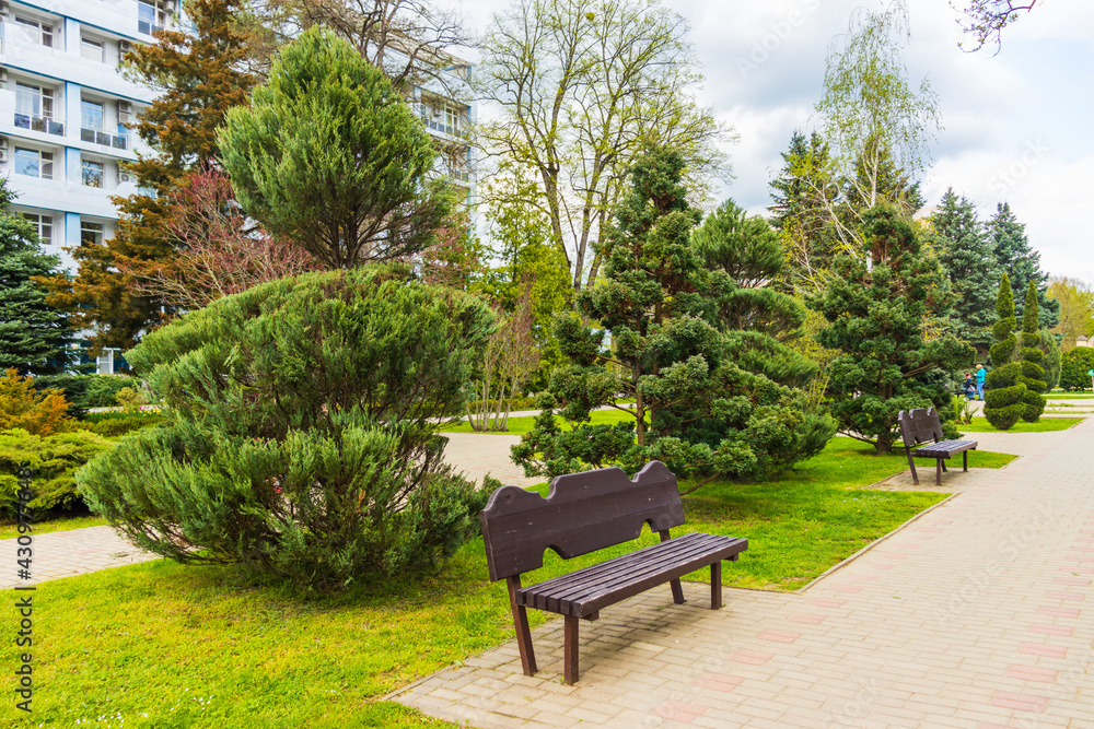 Obraz premium Topiary art of junipers, Yew Taxus baccata and thuja in autumn city street. Formed evergreens in resort area of Goryachiy Klyuch. Nature concept for design. Selective focus