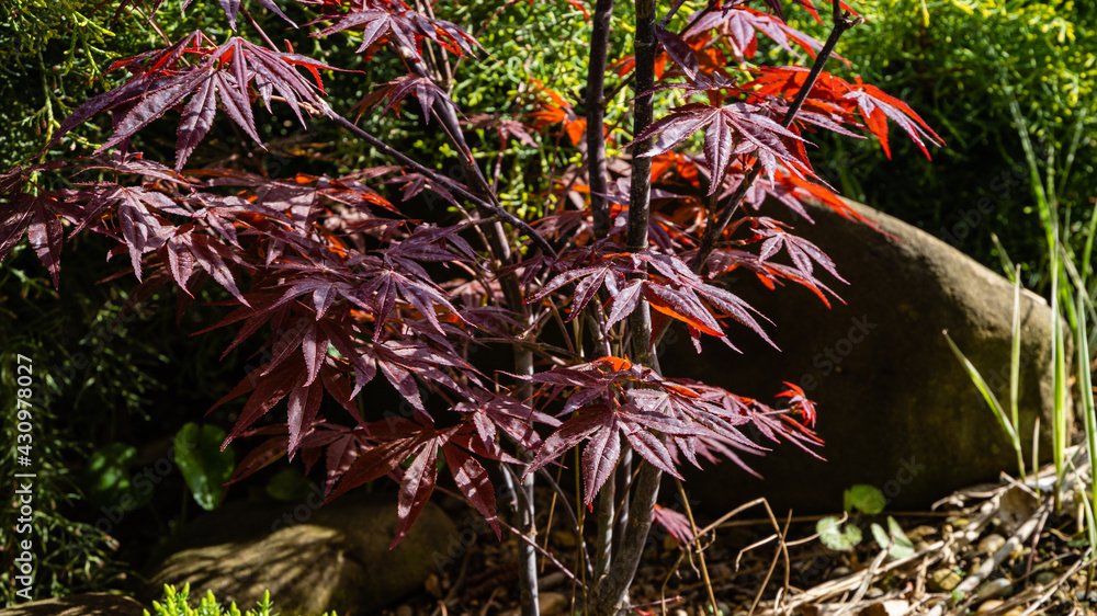 Japanese maple Acer palmatum Atropurpureum on bank of landscaped pond. Young carved red leaves on blurred background. selective focus. Spring landscape, fresh wallpaper, nature background concept Japanese maple Acer palmatum Atropurpureum on bank of landscaped pond. Young carved red leaves on blurred background. selective focus. Spring landscape, fresh wallpaper, nature background concept