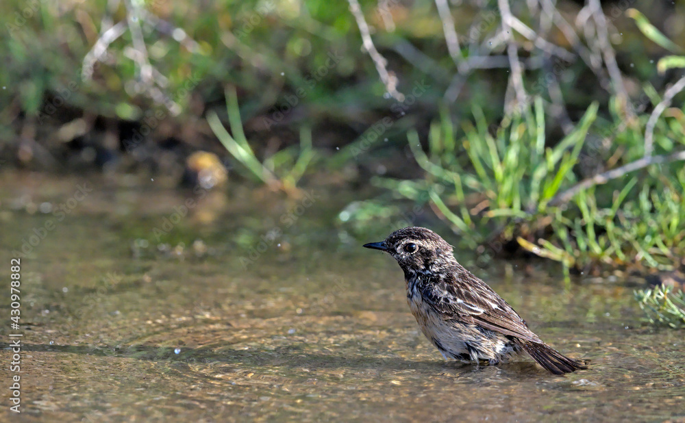 A Common Stonechat (Saxicola rubicola), Crete A Common Stonechat (Saxicola rubicola), Crete