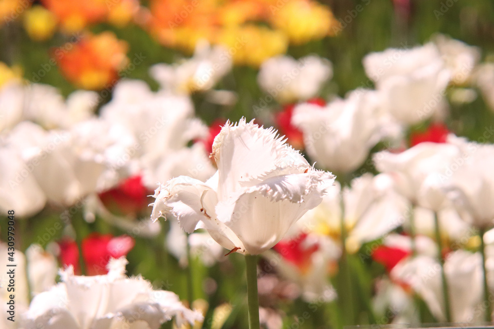 チューリップ 春 白い ホワイト ガーデン 満開 かわいい 鮮やか 美しい きれい 
