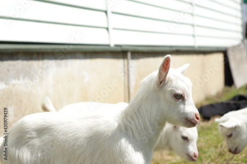 white goats on a farm