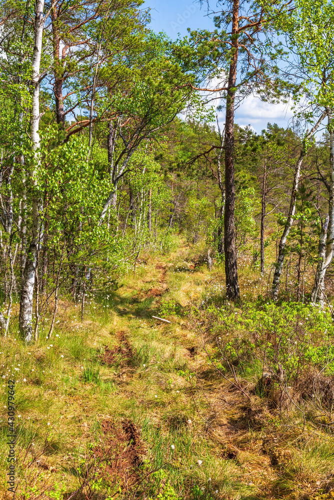Obraz premium Path in forest bog at the summer