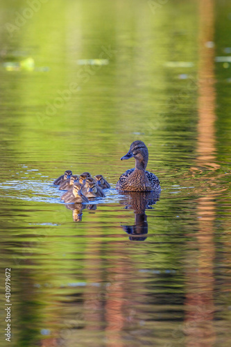 Mallard with newborn ducklings in a lake