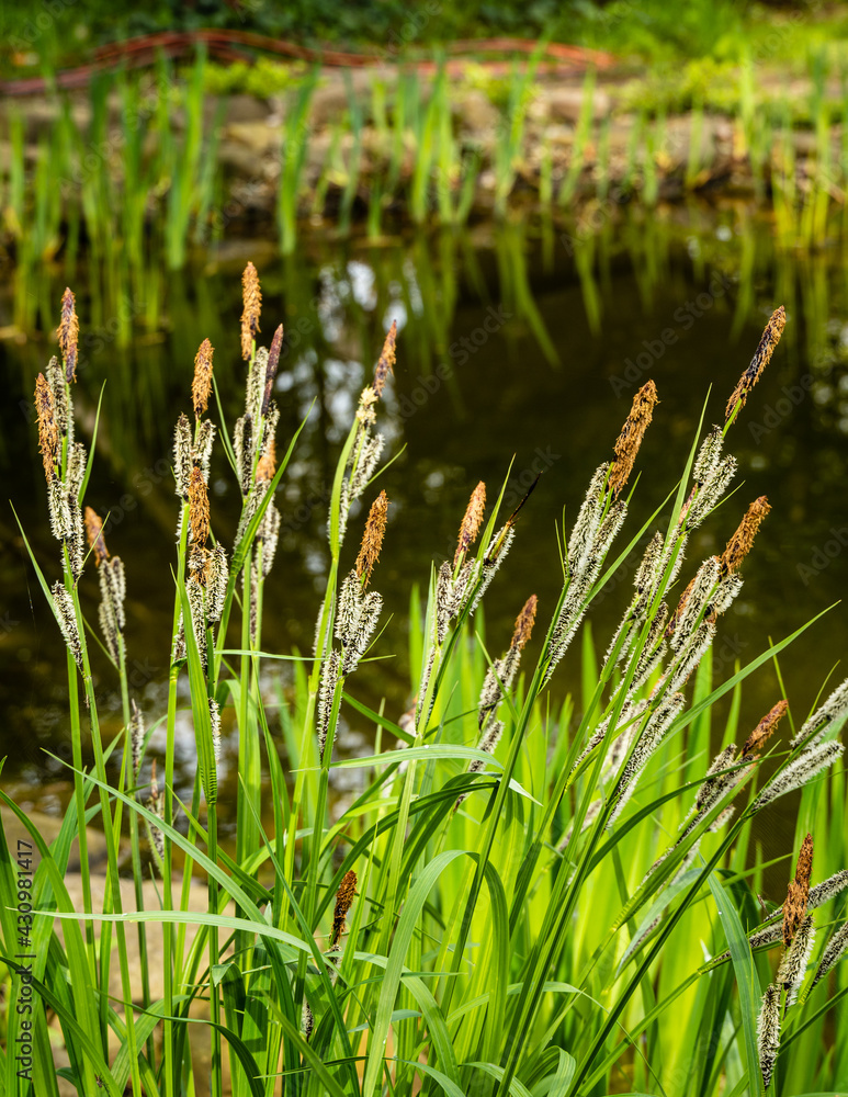 Blooming sedge Carex Blooming sedge Carex