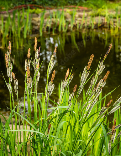 Fotografie, Obraz Blooming sedge Carex Nigra (Carex melanostachya) on shore of garden pond