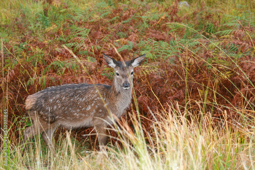 deer, animal, wildlife, nature, mammal, wild, fawn, grass, young, fur, doe, baby, forest, park, cute, brown, fauna, small, outdoors, Doe, Scotland, Glen Etive deer, animal, wildlife, nature, mammal, wild, fawn, grass, young, fur, doe, baby, forest, park, cute, brown, fauna, small, outdoors, Doe, Scotland, Glen Etive