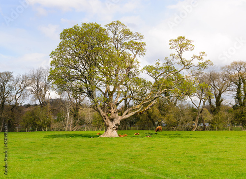 An old veteran Sycamore or Acer pseudoplatanus growing in a farm field in the UK