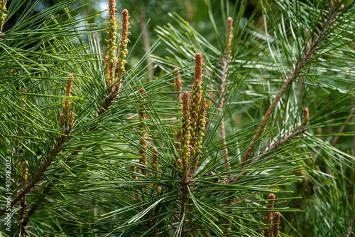 Pine Pinus densiflora Umbraculifera. Young long shoots of Pinus densiflora Umbraculifera pine on blurred background of evergreens. Selective focus. Sunny day in spring garden.Nature concept for design