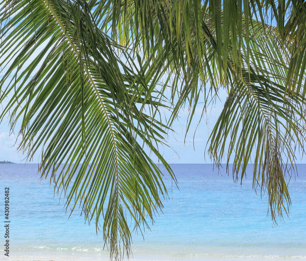Fototapeta premium palm leaves on tropical island resort, Maldives