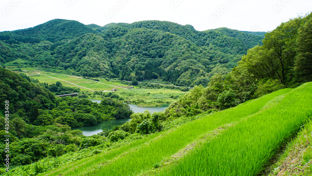 佐渡島の小倉千枚田。段々畑に植わる稲の田んぼと山並み