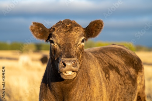 Murray grey and augus cattle grazing in the morning.  photo