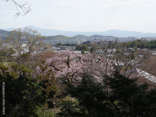 春の京都嵐山の風景