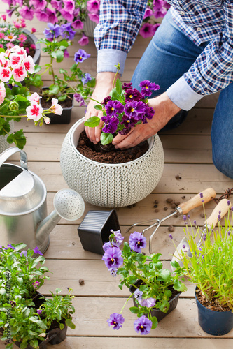 Fototapeta Naklejka Na Ścianę i Meble -  man gardener planting pansy, lavender flowers in flowerpot in garden on terrace