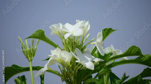 Plumeria Pudica Nag Champa Plant and Flower 