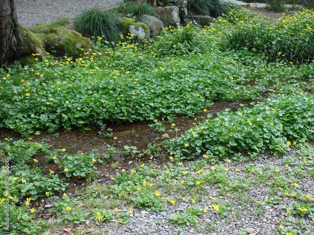 Obraz premium 小川と黄色い花