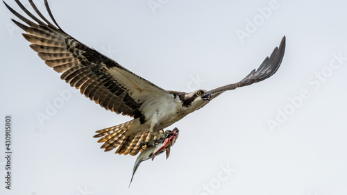 Osprey on the river