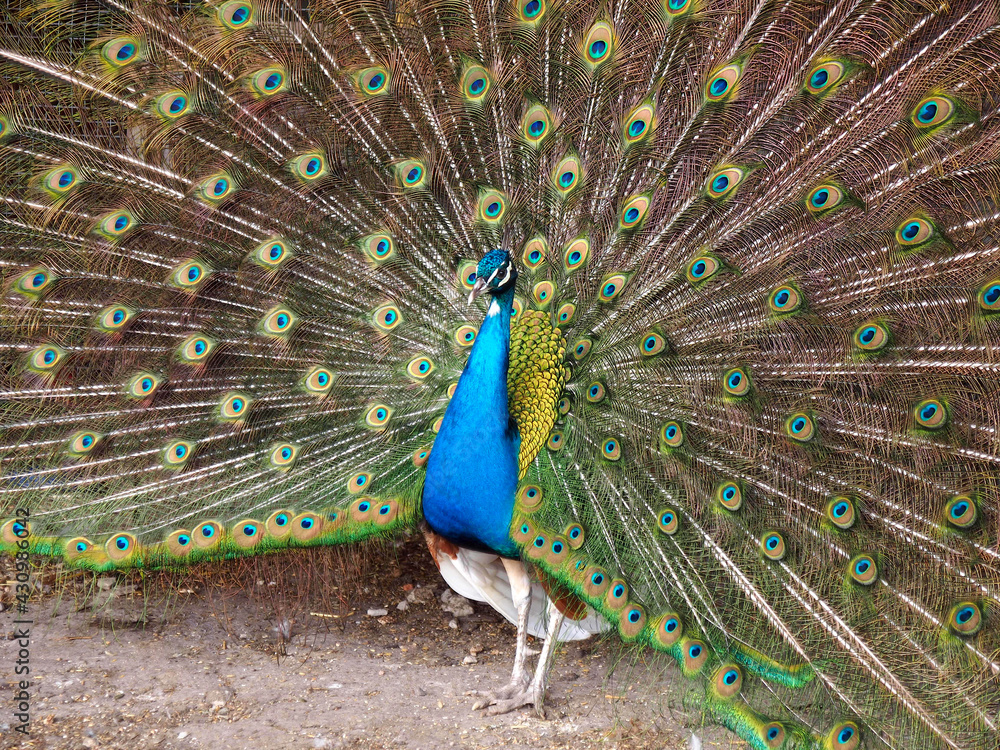 Naklejka premium The male peacock revealed a beautiful tail