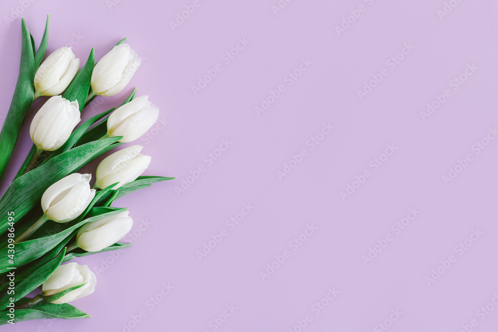 Tender white tulips on pastel violet background. Greeting card for Women's day.