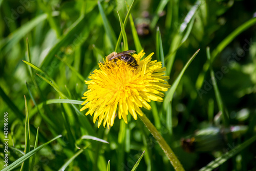 A bee on a dandelion. In the park, outdoors. © 0635925410
