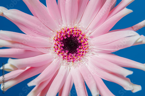 Detail of a pink gerbera pasta flower photo