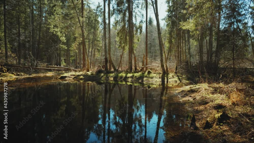Walk in a real wild forest in spring. The clear water of the spring flows by the rock. Fir trees and moss grow on the red sandy rock. National park of Latvia. Cesis, Zagarkalns Walk in a real wild forest in spring. The clear water of the spring flows by the rock. Fir trees and moss grow on the red sandy rock. National park of Latvia. Cesis, Zagarkalns
