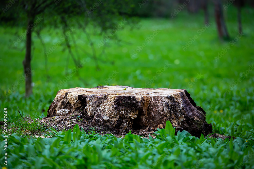 A trunk of an old, felled tree sticking out from the carpet of a lily of the valley in a city park. Made on a cloudy day. Soft light. A trunk of an old, felled tree sticking out from the carpet of a lily of the valley in a city park. Made on a cloudy day. Soft light.