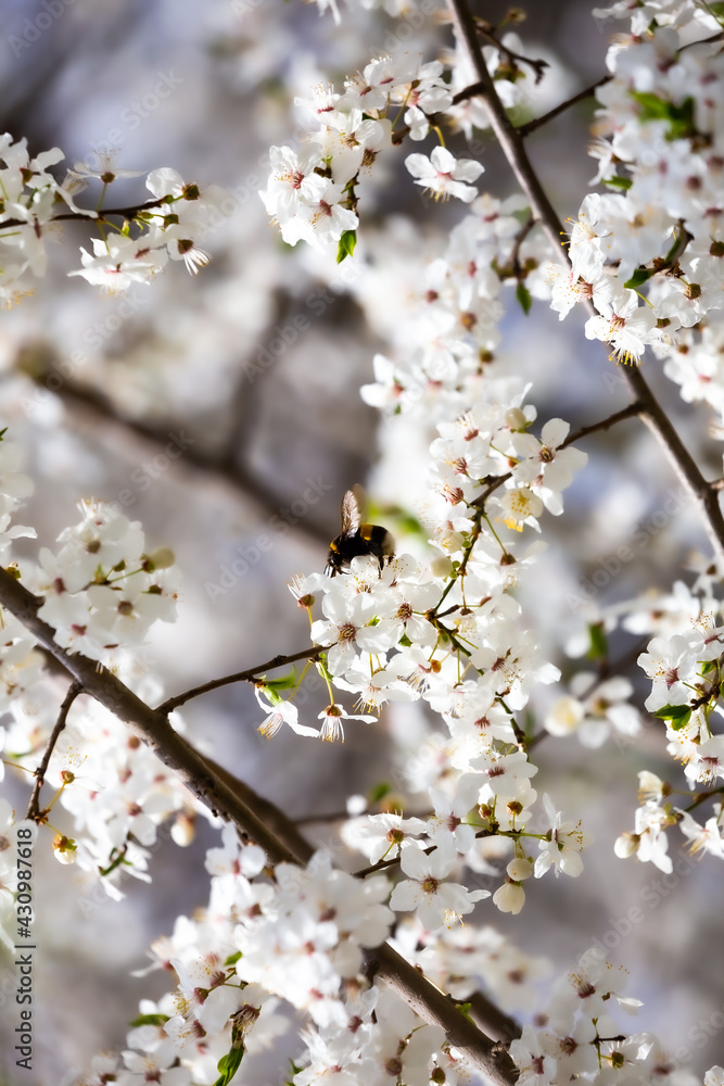 Bumblebees collecting nectar from white spring flowers in a city park. Made on a sunny day, blurry background. Bumblebees collecting nectar from white spring flowers in a city park. Made on a sunny day, blurry background.