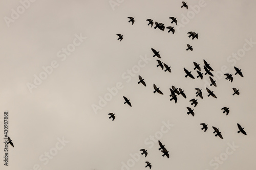 pigeons flying on cloudy day 