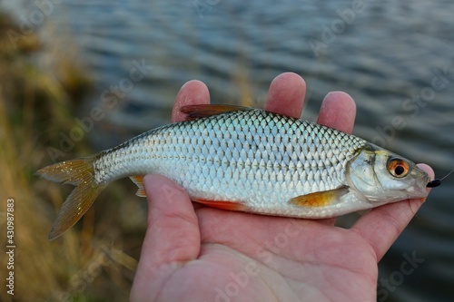 Spring roach fishing on the pond, catch.