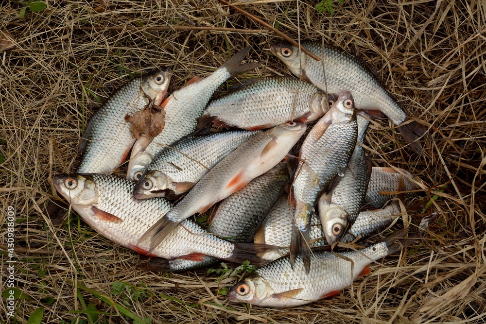 Spring roach fishing on the pond, catch. Spring roach fishing on the pond, catch.