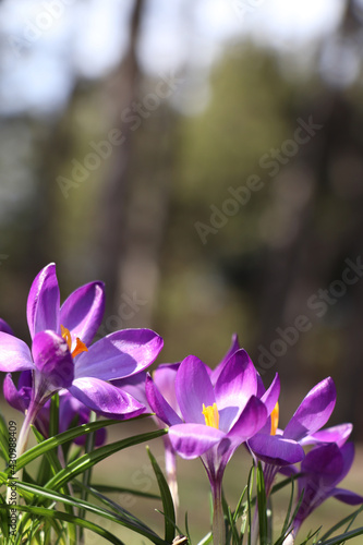 Fresh purple crocus flowers growing in spring forest © New Africa
