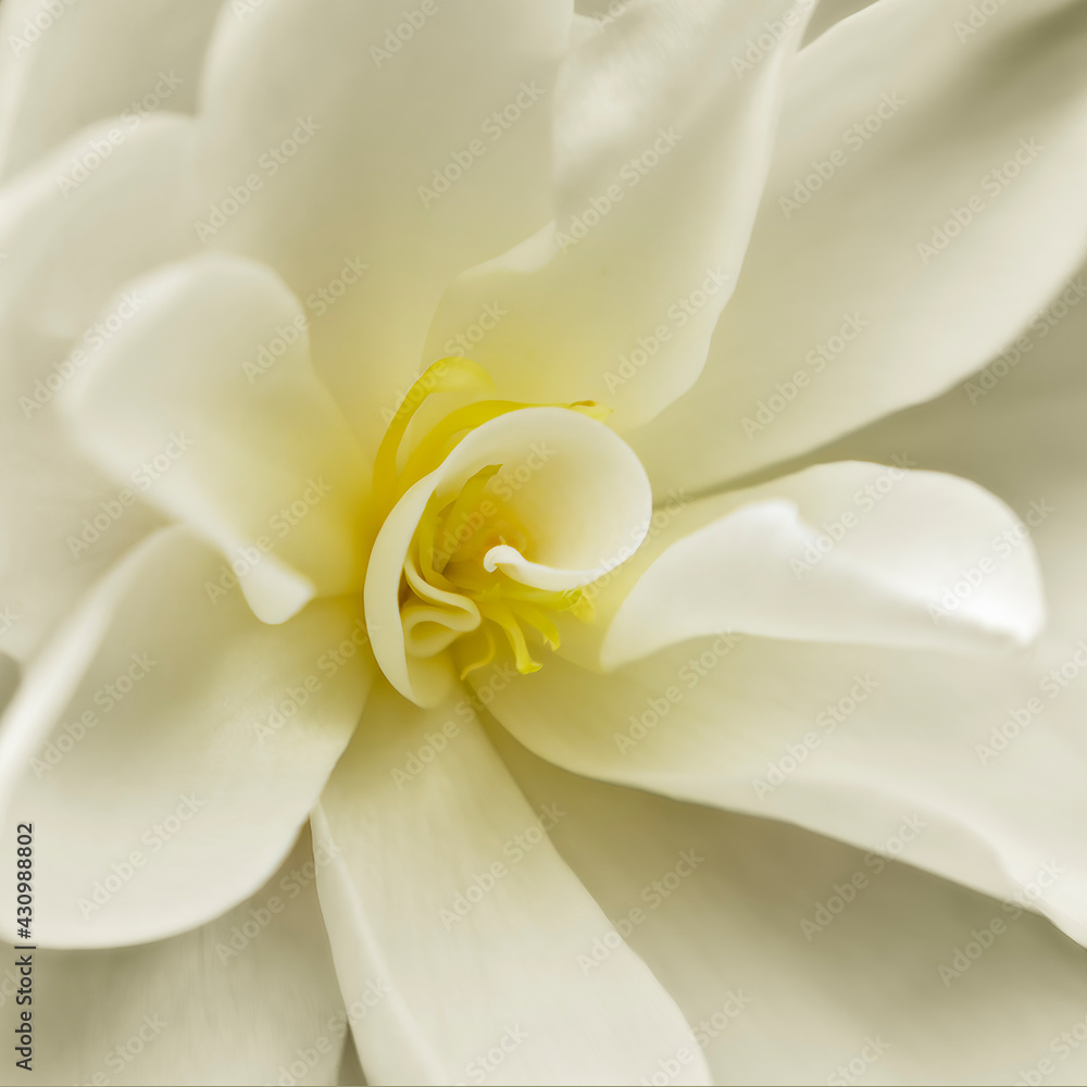 Obraz premium White Camelia flower macro close-up