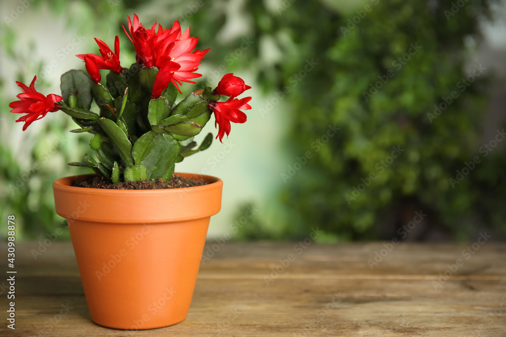Beautiful blooming Schlumbergera (Christmas or Thanksgiving cactus) in pot on wooden table. Space for text
