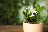 Beautiful blooming Schlumbergera (Christmas or Thanksgiving cactus) in pot against blurred background, closeup. Space for text