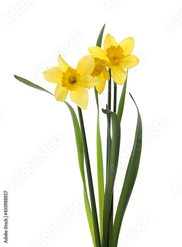 Fototapeta Naklejka Na Ścianę i Meble -  Beautiful blooming yellow daffodils on white background